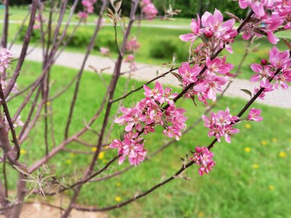 Обзор HONOR 30 Pro+: игровой камерофон за разумные деньги