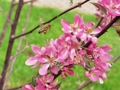 Обзор HONOR 30 Pro+: игровой камерофон за разумные деньги