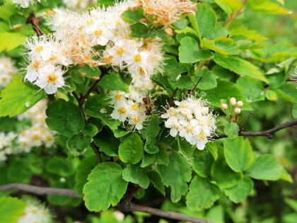 Обзор HONOR 30 Pro+: игровой камерофон за разумные деньги