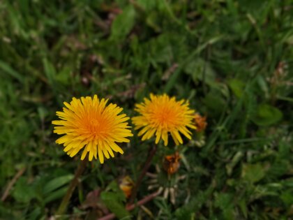 Обзор HONOR 30 Pro+: игровой камерофон за разумные деньги