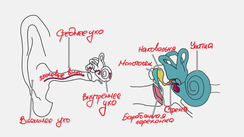Наушники с костной проводимостью: как они работают, какие плюсы и минусы
