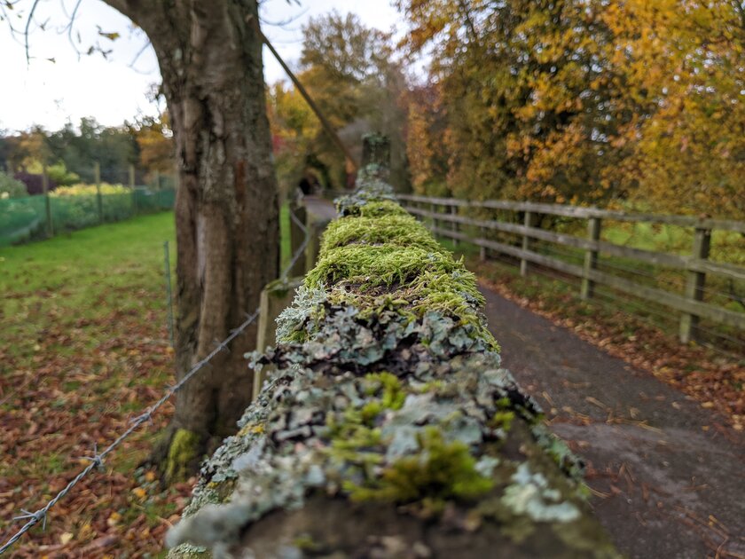 Эволюция алгоритмов камеры от Google: как отличаются снимки на Pixel 3–5 с одинаковой матрицей