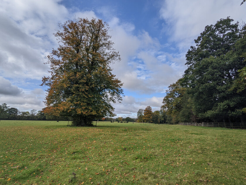 Эволюция алгоритмов камеры от Google: как отличаются снимки на Pixel 3–5 с одинаковой матрицей