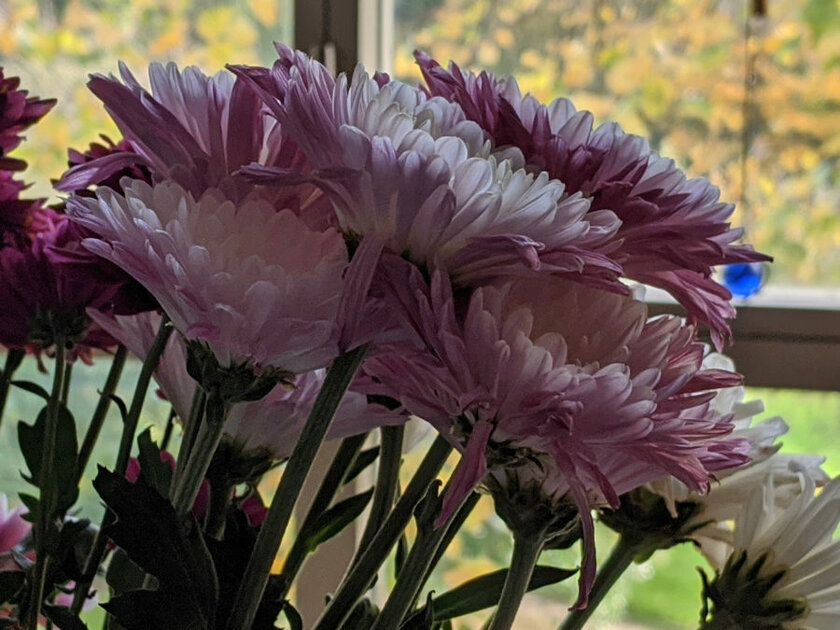 Эволюция алгоритмов камеры от Google: как отличаются снимки на Pixel 3–5 с одинаковой матрицей