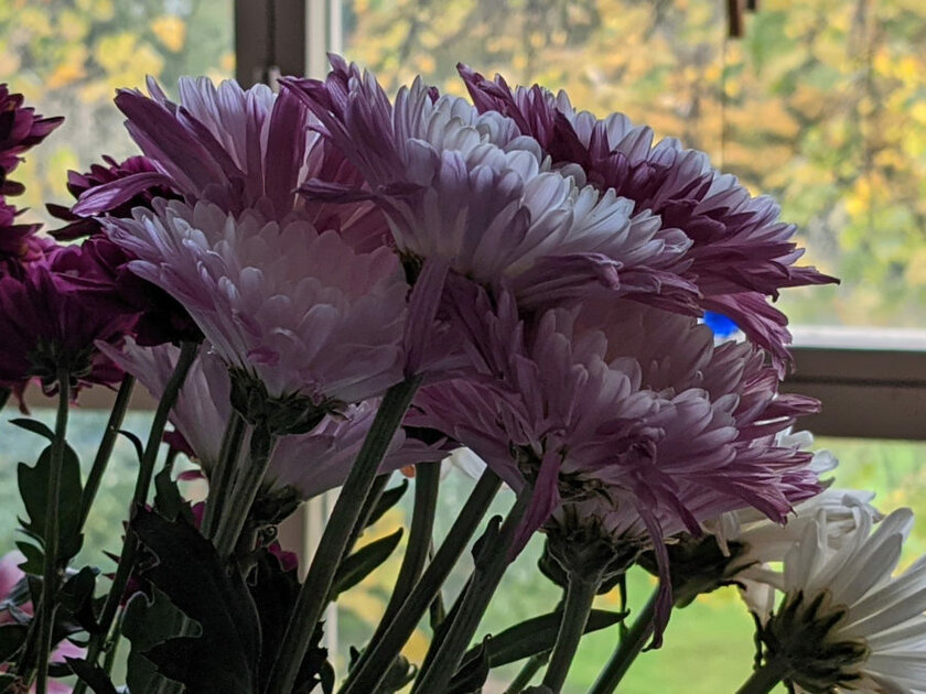 Эволюция алгоритмов камеры от Google: как отличаются снимки на Pixel 3–5 с одинаковой матрицей