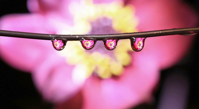 Наука бывает красивой: названы лучшие фотографии 2020 года от учёных