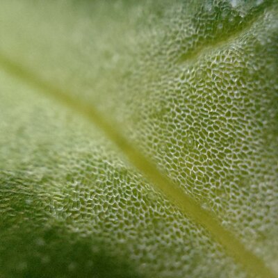 Смартфон со встроенным микроскопом: OPPO представила Find X3 Pro