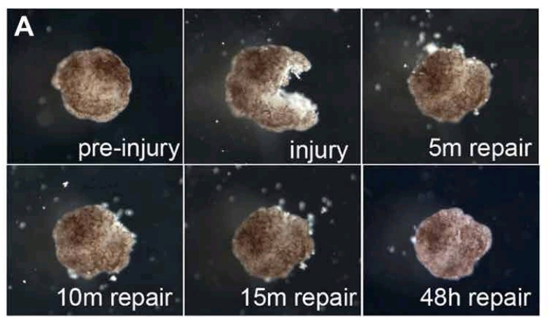 Учёные превратили клетки лягушек в роботов, способных к самовосстановлению
