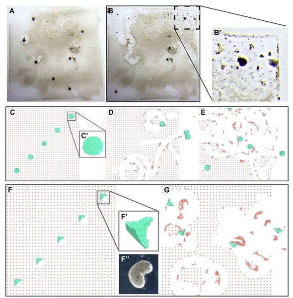 Учёные превратили клетки лягушек в роботов, способных к самовосстановлению