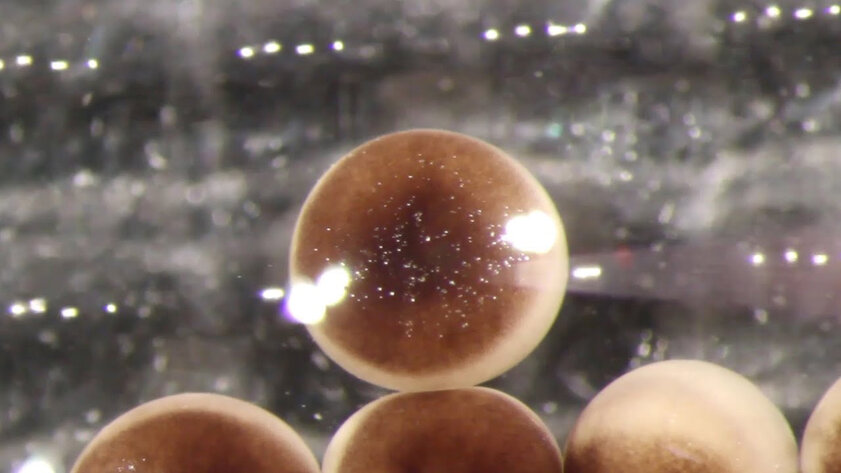 Учёные превратили клетки лягушек в роботов, способных к самовосстановлению