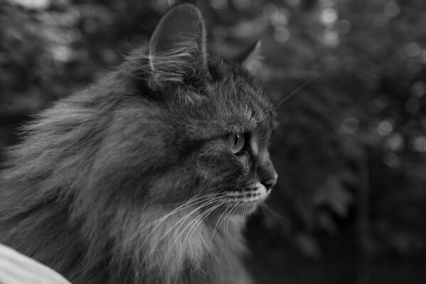 Чёрно-белый мир глазом премиального фотоаппарата. Обзор Leica Q2 Monochrom