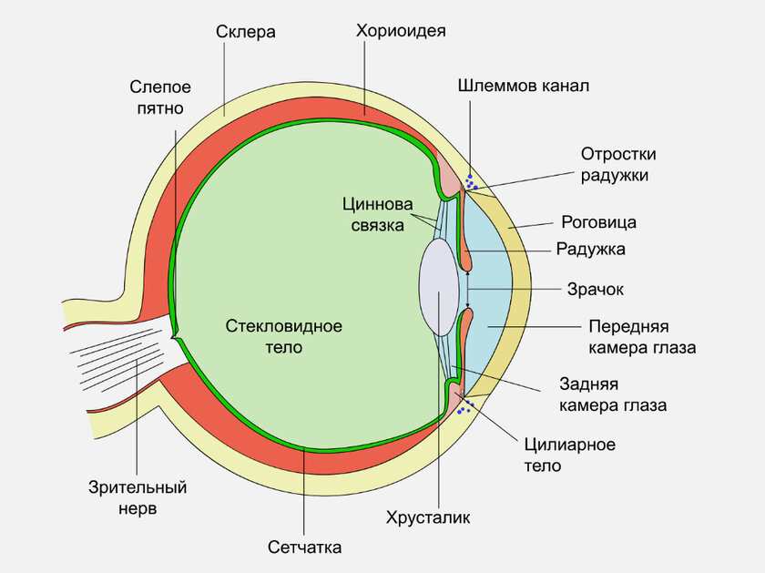 Компьютерное зрение против человеческого: чем отличаются и когда одно лучше другого — Как устроено человеческое зрение. 1