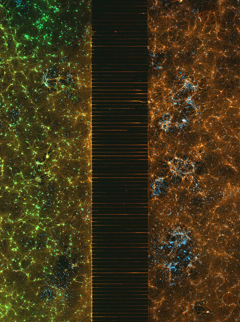 Микроскопический мир красивее нашего. 20 фотомикрографий 🔬, победивших на недавнем конкурсе