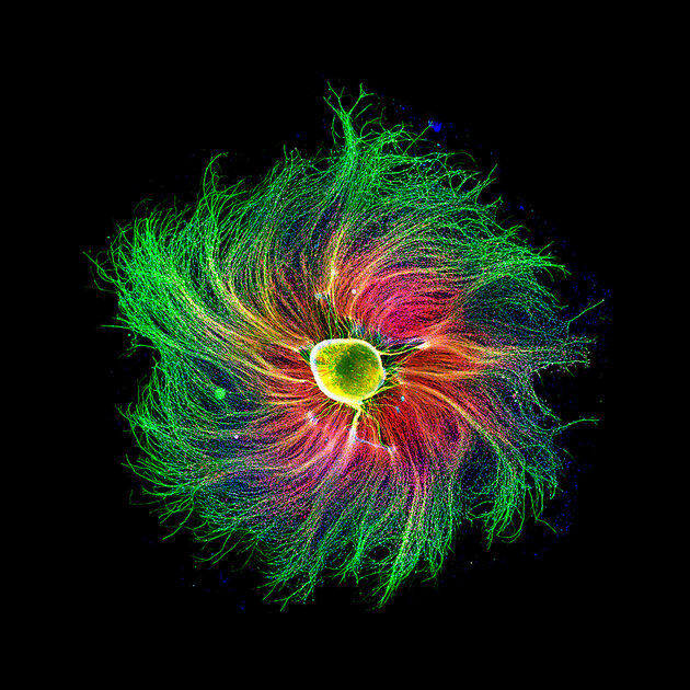 Микроскопический мир красивее нашего. 20 фотомикрографий 🔬, победивших на недавнем конкурсе