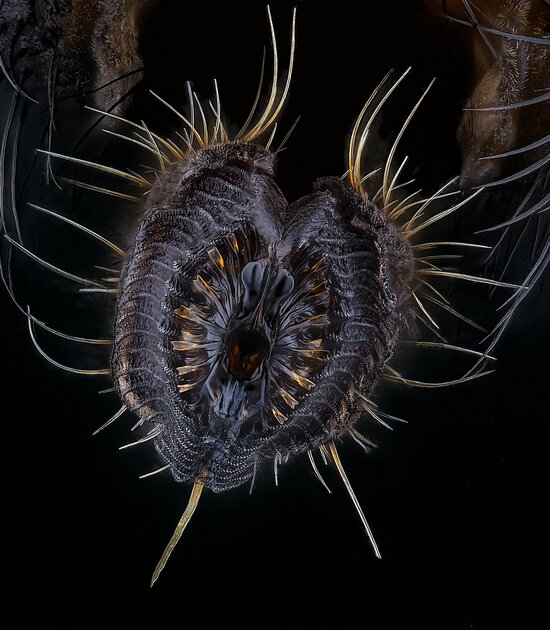 Микроскопический мир красивее нашего. 20 фотомикрографий 🔬, победивших на недавнем конкурсе