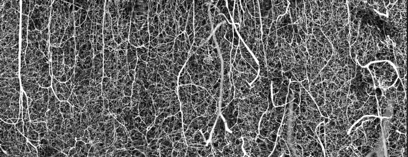 Микроскопический мир красивее нашего. 20 фотомикрографий 🔬, победивших на недавнем конкурсе