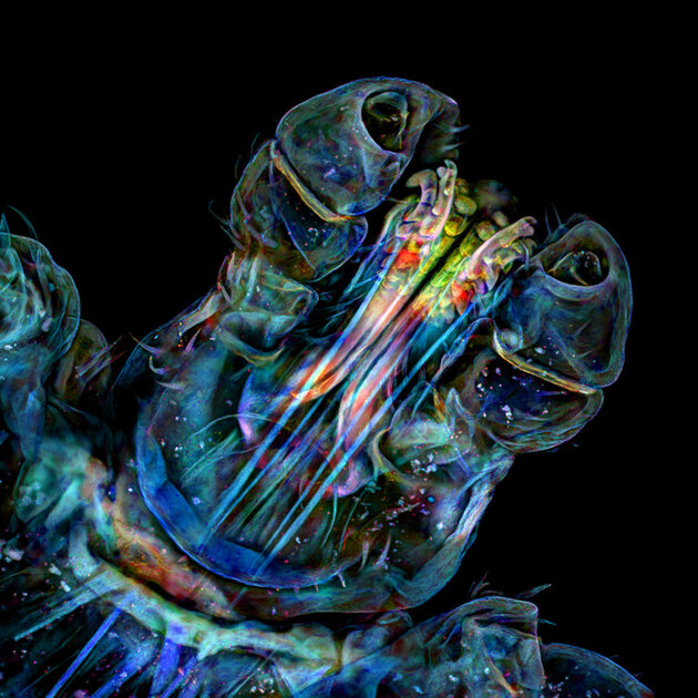 Микроскопический мир красивее нашего. 20 фотомикрографий 🔬, победивших на недавнем конкурсе
