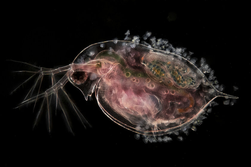 Микроскопический мир красивее нашего. 20 фотомикрографий 🔬, победивших на недавнем конкурсе