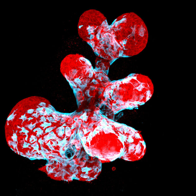 Микроскопический мир красивее нашего. 20 фотомикрографий 🔬, победивших на недавнем конкурсе