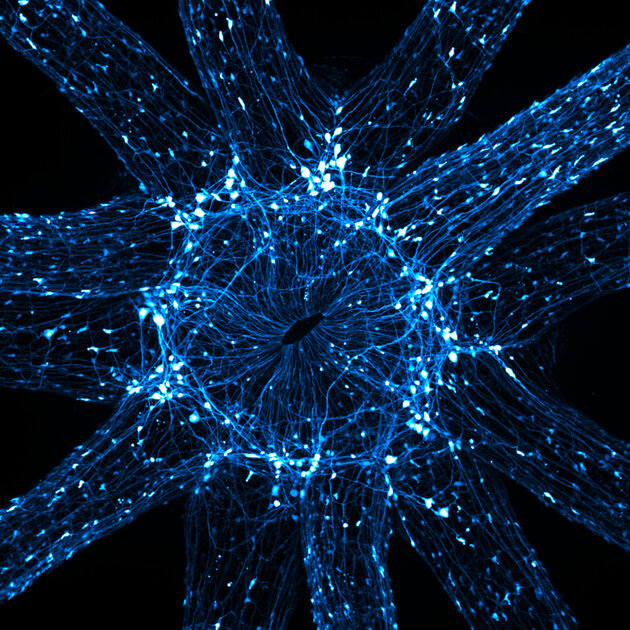 Микроскопический мир красивее нашего. 20 фотомикрографий 🔬, победивших на недавнем конкурсе