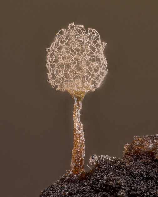 Микроскопический мир красивее нашего. 20 фотомикрографий 🔬, победивших на недавнем конкурсе