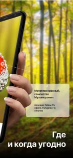 Picture Mushroom 2.9.31. Скриншот 1