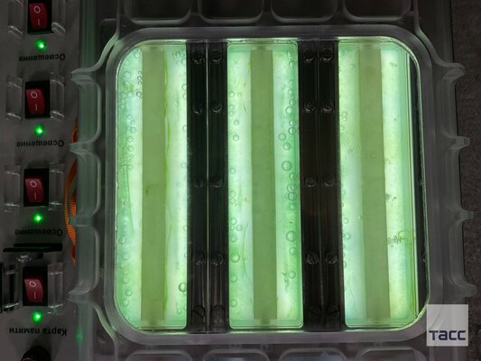 Космонавты получили кислород из водорослей на МКС