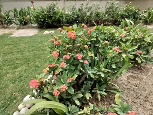 Обзор OnePlus Nord CE 3 Lite (Nord N30 5G) — что китайцы предлагают в бюджетном сегменте? — Камеры. 5