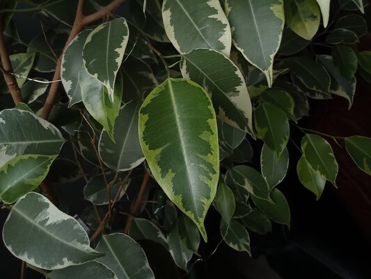 Нашёл хороший, но недорогой планшет для просмотра фильмов. Обзор HONOR Pad X8 — Камера. 7