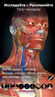 Anatomy Learning – 3D анатомия 3.1.467. Скриншот 7