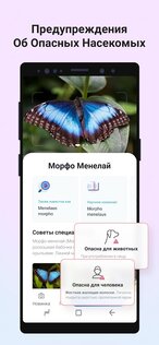 Picture Insect – распознавание насекомых 2.8.33. Скриншот 3