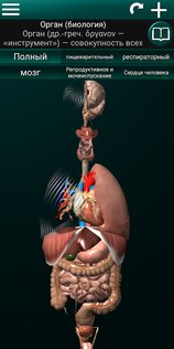Внутренние органы в 3D 3.5.4. Скриншот 1