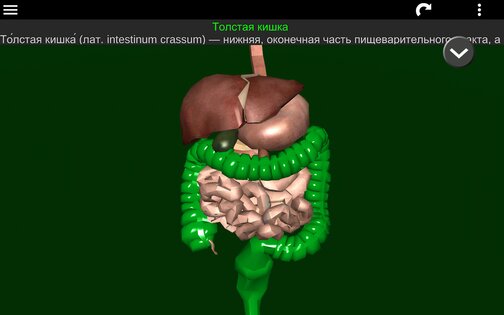 Внутренние органы в 3D 3.5.4. Скриншот 21