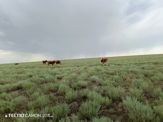 Поджигали воду, слушали пески, фотографировали звёзды: как прошёл совместный пресс-тур TECNO и Haval
