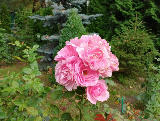 Чемпионская зарядка и много памяти в тонком корпусе: первый взгляд на realme C53 — ИИ-камера на 50 Мп. 8