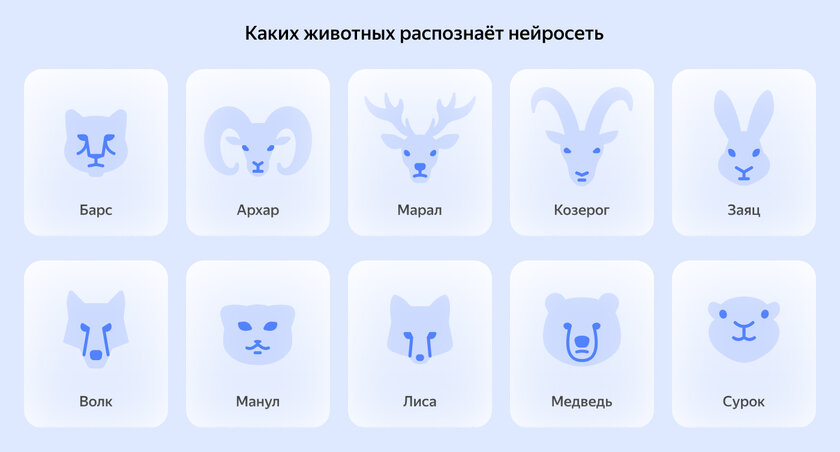Яндекс создала нейросеть для распознавания животных на фото и видео: от сурка до архара