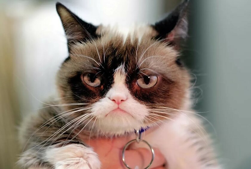 Google открыл домен .meme: для мемов с котиками и не только