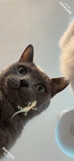 Cat Alone – игры для кошек 6.0.6. Скриншот 1