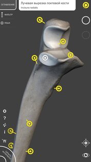 Скелет | 3D Анатомии 6.7.5. Скриншот 5