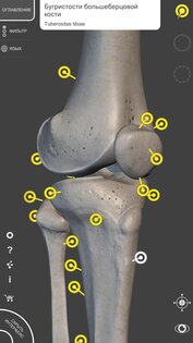 Скелет | 3D Анатомии 6.7.5. Скриншот 6