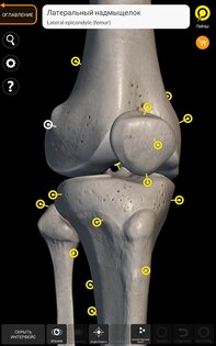 Скелет | 3D Анатомии 6.7.5. Скриншот 9