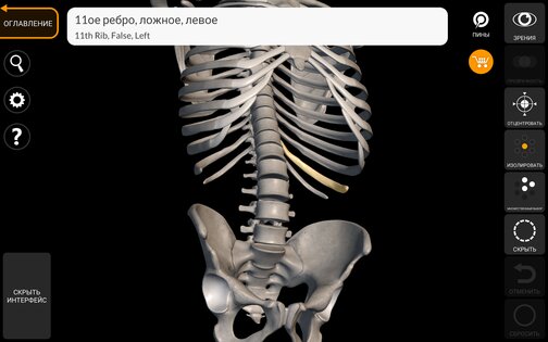 Скелет | 3D Анатомии 6.7.5. Скриншот 11