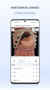 VOKA 3D Anatomy & Pathology 6.6.0. Скриншот 6
