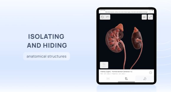 VOKA 3D Anatomy & Pathology 6.6.0. Скриншот 20