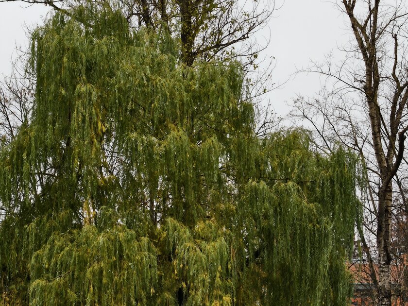 Компактный смартфон с очень удобной диагональю дисплея: обзор vivo X200 FE — Качество снимков. 20