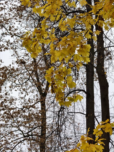 Компактный смартфон с очень удобной диагональю дисплея: обзор vivo X200 FE — Качество снимков. 21