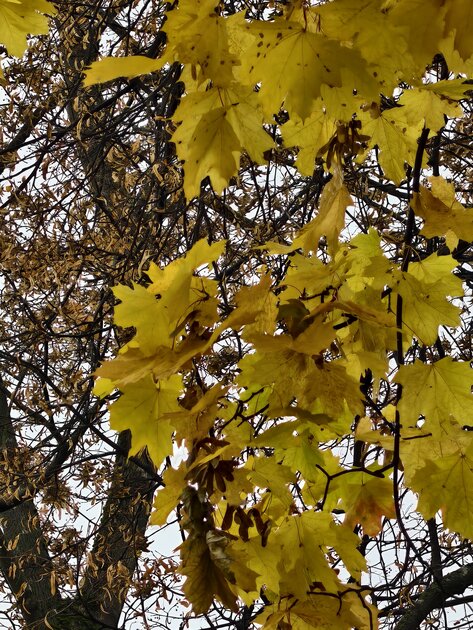 Компактный смартфон с очень удобной диагональю дисплея: обзор vivo X200 FE — Качество снимков. 22