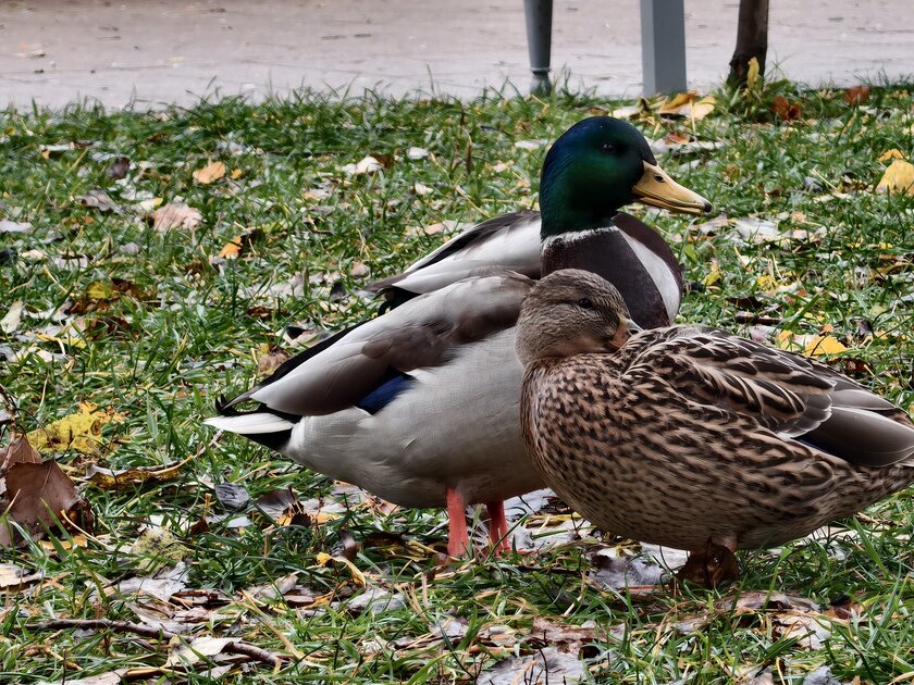Компактный смартфон с очень удобной диагональю дисплея: обзор vivo X200 FE — Качество снимков. 24