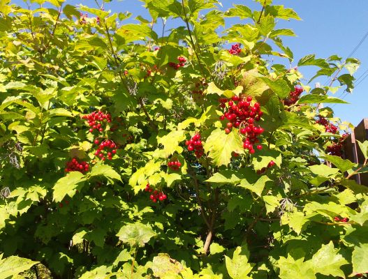 Смартфоны с великолепными камерами - камерофоны