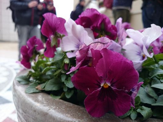 Смартфоны с великолепными камерами - камерофоны